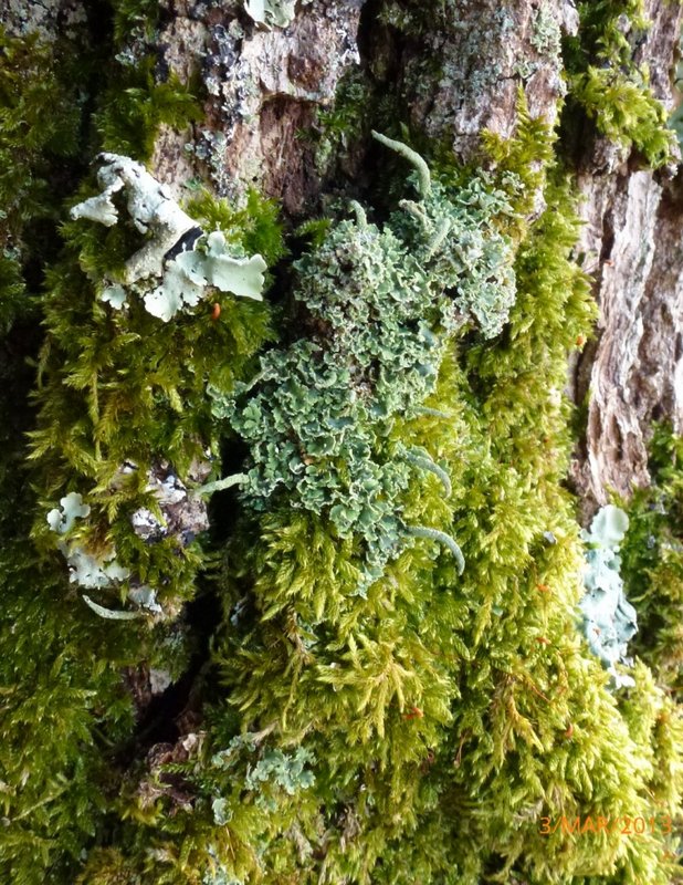 Lichens forestiers 3.3.2013 029